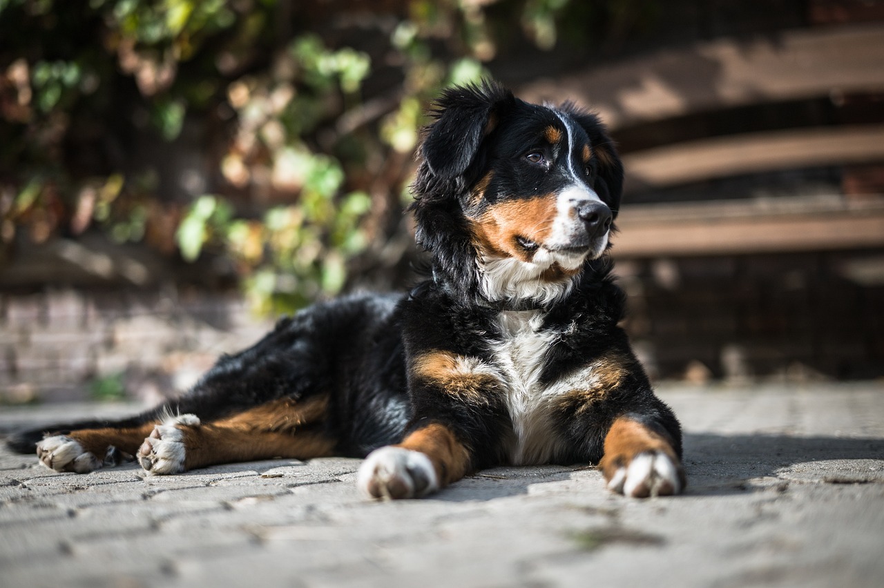 柴犬最新趋势，时尚潮流与宠物界的焦点之星